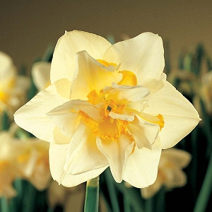 Narcissus White Lion, Daffodil 'White Lion', Double Daffodil 'White Lion', Double Narcissus 'White Lion', Spring Bulbs, Spring Flowers , mid spring daffodil, late spring daffodil, double daffodils, fragrant daffodils